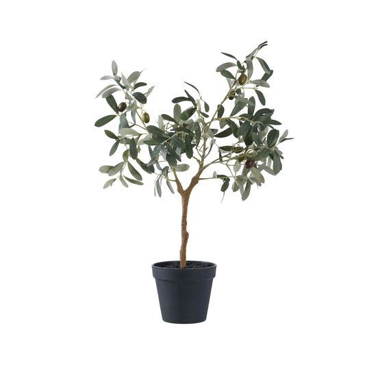 House Nordic, Olivträd, Grön