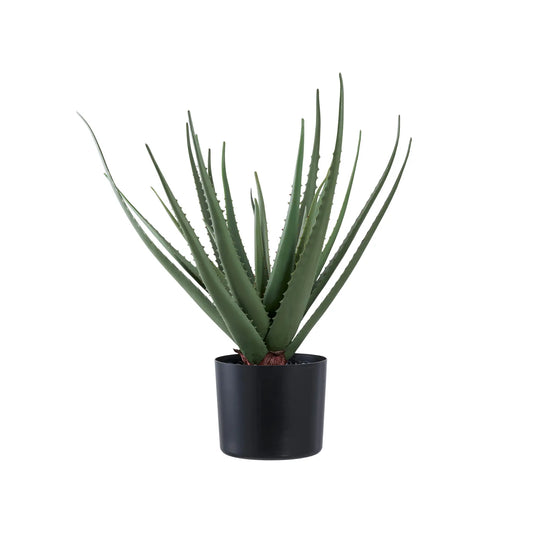 House Nordic, Aloe Vera, Grön
