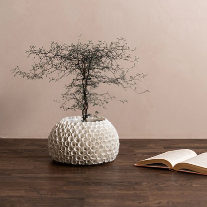 Mogihome, Shelly Vas, Creme