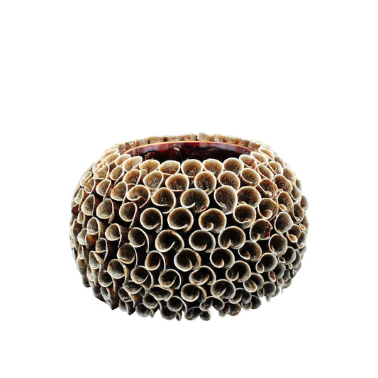 Mogihome, Shelly Vas, Brun-Silvra Home